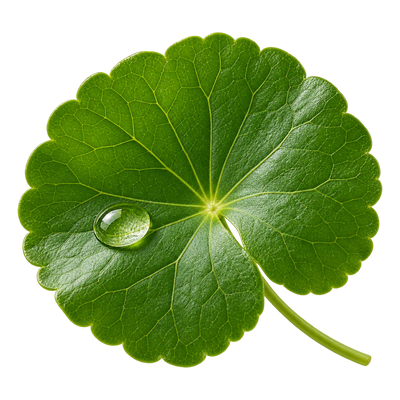 Centella Asiática